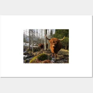 Scottish Highland Cattle Cows 2295 Posters and Art